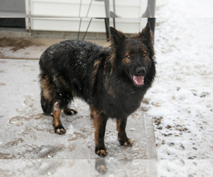 German Shepherd Dog Puppy for sale in SHIPSHEWANA, IN, USA
