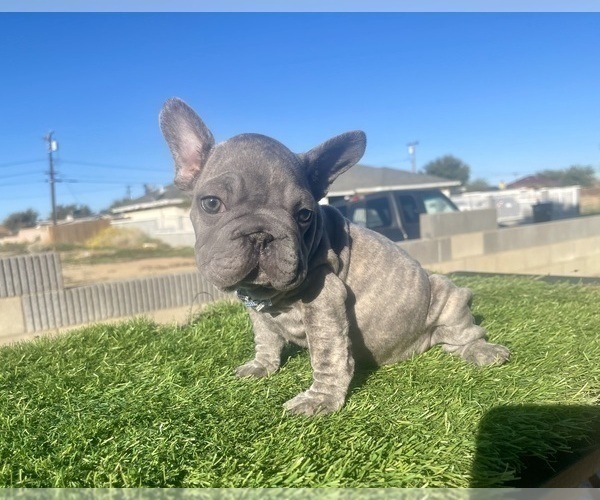 Medium Photo #4 French Bulldog Puppy For Sale in RALEIGH, NC, USA