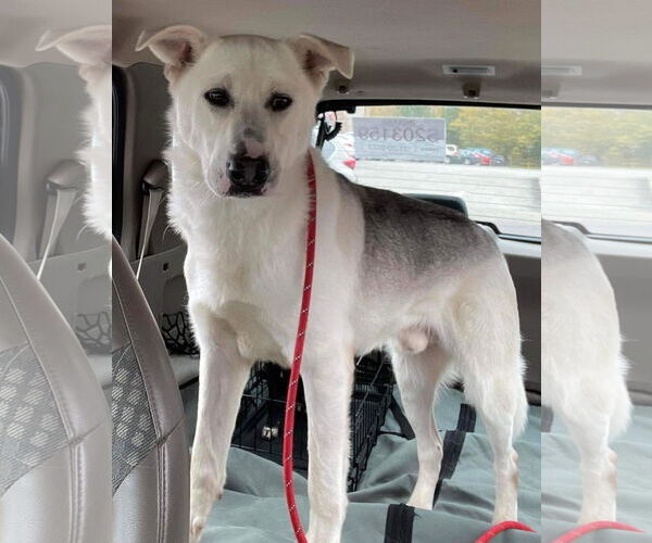 Medium Photo #7 Mutt Puppy For Sale in Columbus, IN, USA