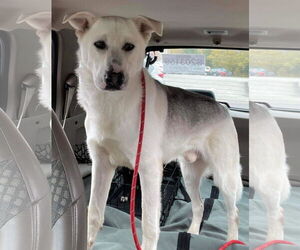 Toby - Male Mutt Dog for Adoption - Photo #7