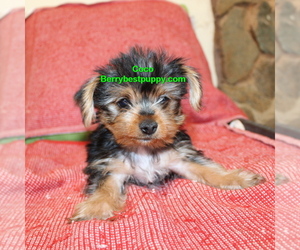 Yorkshire Terrier Puppy for sale in JUNIPER HILLS, CA, USA