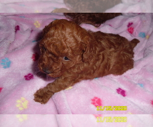Poodle (Toy) Puppy for sale in DULUTH, GA, USA