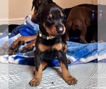 Small Photo #2 Doberman Pinscher Puppy For Sale in HATTIESBURG, MS, USA