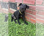 Small #1 Labrador Retriever Mix