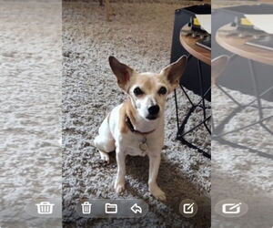 Jack Russell Terrier Dogs for adoption in Mt. Laurel, NJ, USA