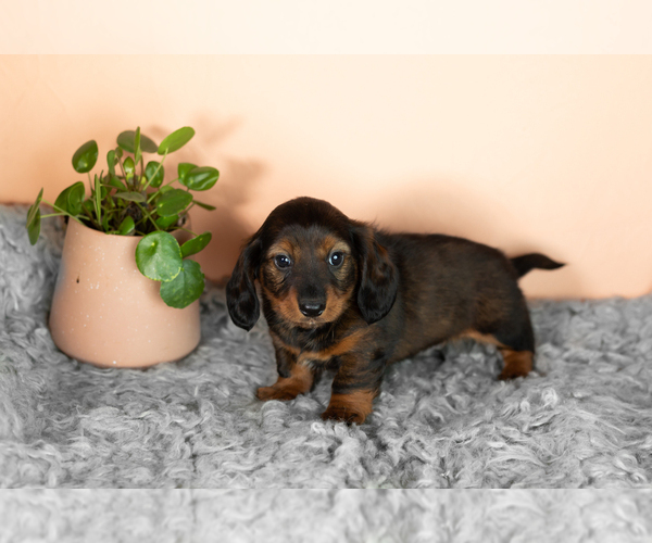 Medium Photo #4 Dachshund Puppy For Sale in WAKARUSA, IN, USA