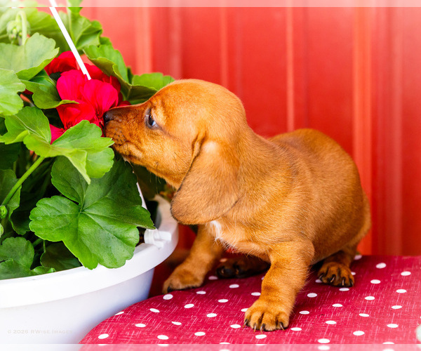 Medium Photo #3 Dachshund Puppy For Sale in WAKARUSA, IN, USA
