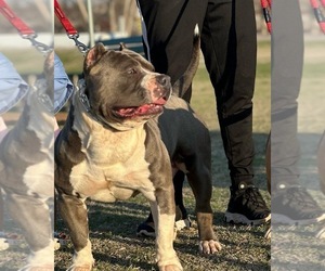 Father of the American Bully puppies born on 08/04/2023