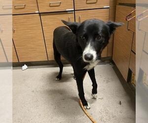 Border Collie Dogs for adoption in Modesto, CA, USA