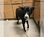 Small Border Collie