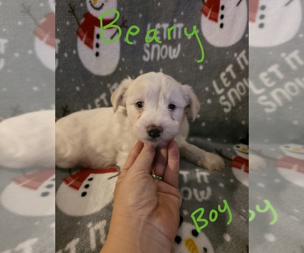 Medium Photo #27 Chizer Puppy For Sale in MONTEZUMA, GA, USA