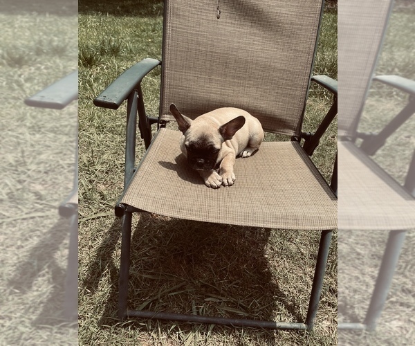 Medium Photo #10 French Bulldog Puppy For Sale in PALMETTO, GA, USA