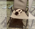 Small Photo #10 French Bulldog Puppy For Sale in PALMETTO, GA, USA