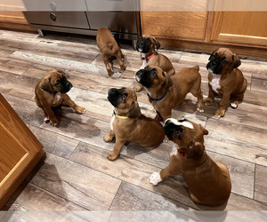 Boxer Litter for sale in GRESHAM, OR, USA