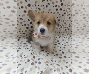 Pembroke Welsh Corgi Puppy for sale in CHIPLEY, FL, USA