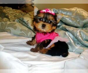 Yorkshire Terrier Puppy for Sale in GRAND RAPIDS, Michigan USA