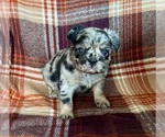Small #3 French Bulldog
