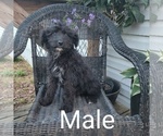 Small Photo #10 Aussiedoodle Puppy For Sale in COUCH, MO, USA