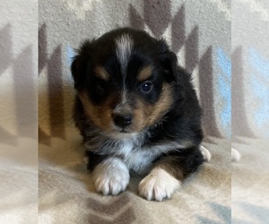 Shel-Aussie Puppy for sale in FORT MORGAN, CO, USA