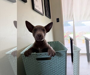 Chuckie Finster - Male Labrador Retriever-Unknown Mix Dog for Adoption - Photo #2