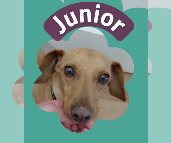 Medium Photo #2 Dachshund Puppy For Sale in Crystal, MN, USA