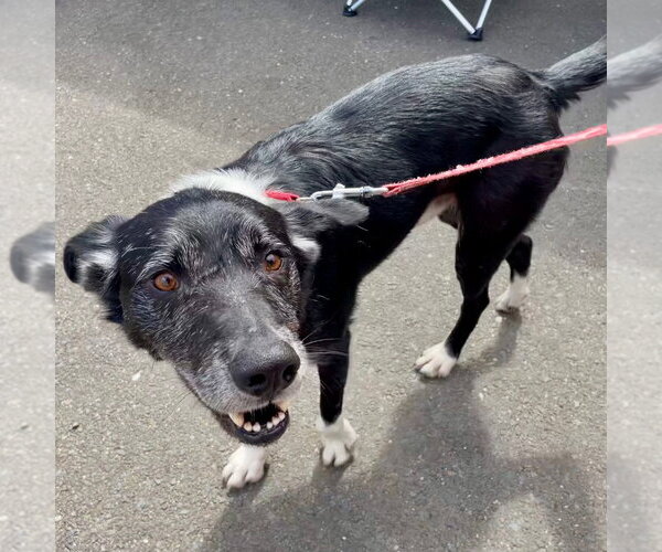Medium Photo #18 Border Collie Puppy For Sale in Canton, CT, USA