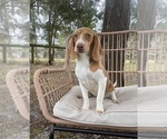 Small Photo #8 Beagle Puppy For Sale in OCALA, FL, USA