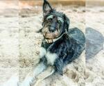 Small #1 Mutt