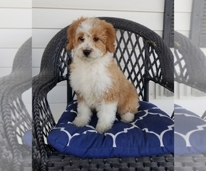 Goldendoodle-Miniature Bernedoodle Mix Puppy for sale in STEPHENS CITY, VA, USA
