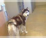 Small Siberian Husky