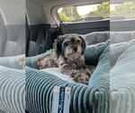 Small #3 Mutt