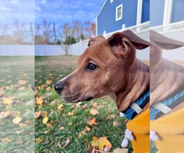 Medium Photo #3 Mutt Puppy For Sale in pomfret, CT, USA