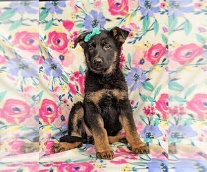 German Shepherd Dog Puppy for sale in LANCASTER, PA, USA