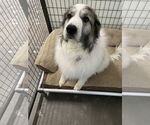 Small #7 Anatolian Shepherd-Great Pyrenees Mix