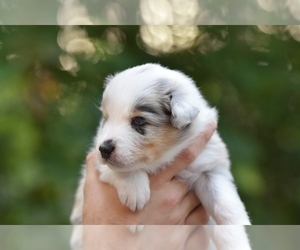 Australian Shepherd Puppy for sale in GROVETOWN, GA, USA