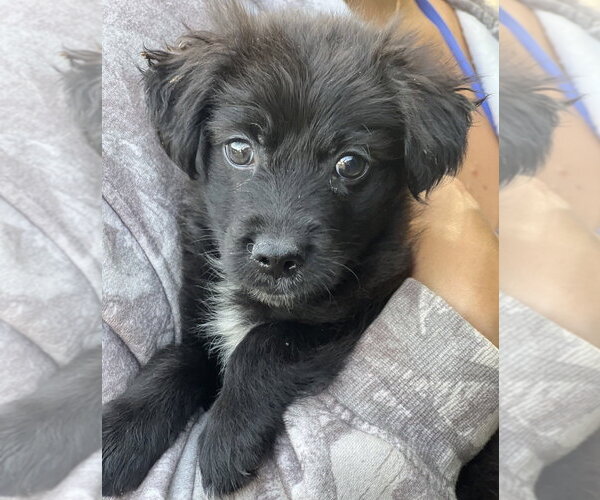 Medium Photo #2 Colonial Cocker Spaniel-Unknown Mix Puppy For Sale in Dana Point, CA, USA