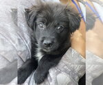 Small #1 Colonial Cocker Spaniel Mix