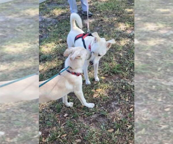 Medium Photo #6 Unknown-white german shepherd Mix Puppy For Sale in Winston Salem, NC, USA