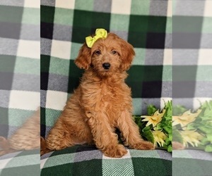 Goldendoodle (Miniature) Puppy for sale in LINCOLN UNIVERSITY, PA, USA