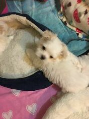 Maltese Puppy for sale in MACHESNEY PARK, IL, USA