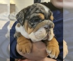 Small Photo #13 English Bulldog Puppy For Sale in SAINT CHARLES, IL, USA
