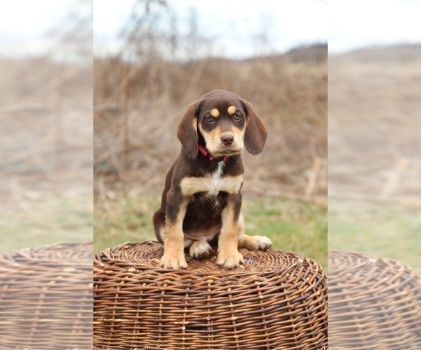 Medium Photo #2 English Setter-Labloodhound Mix Puppy For Sale in LISLE, NY, USA