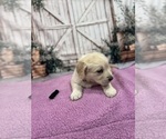 Small #12 English Cream Golden Retriever