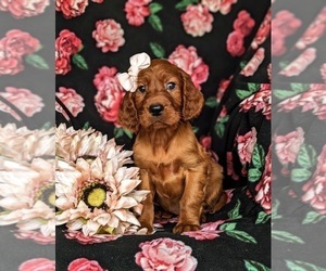 Irish Setter Puppy for sale in QUARRYVILLE, PA, USA