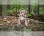 Small Photo #7 American Bully Puppy For Sale in LONGVIEW, TX, USA