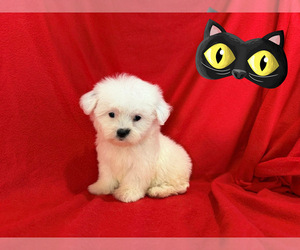 Maltese-Maltipoo (Miniature) Mix Puppy for sale in SAN FRANCISCO, CA, USA