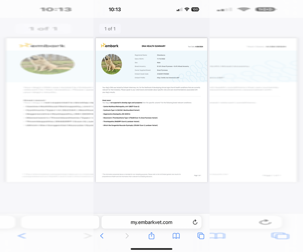 Medium Photo #10 Great Pyrenees Puppy For Sale in NEWTON, NC, USA