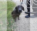 OSA - Female American Staffordshire Terrier-Unknown Mix Dog for Adoption - Small photo