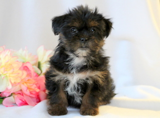 Shorkie Tzu Puppy for sale in MOUNT JOY, PA, USA