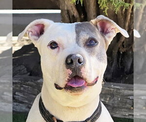 American Pit Bull Terrier Dogs for adoption in Albuquerque, NM, USA